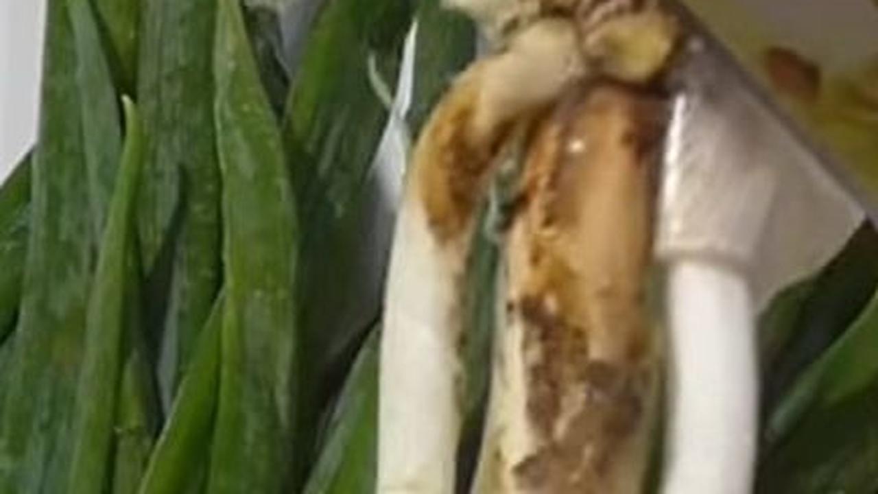 Kupas Bagian Akar Daun Bawang