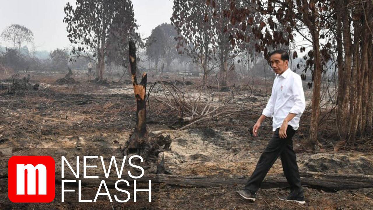VIDEO: Jokowi Ungkap Kebakaran Hutan di Riau Ada Unsur Kesengajaan