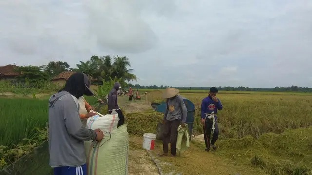 Panen padi