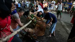 Sejumlah panitia bersiap menyembelih hewan kurban berupa sapi di kawasan Musholla Al-Insani, Jakarta Selatan, Senin (12/9). Hari Raya Idul Adha 1437 H yang dirayakan umat Islam itu ditandai dengan pemotongan hewan kurban. (Liputan6.com/Johan Tallo)