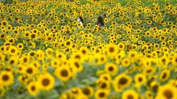Pengunjung memakai masker sebagai pencegahan virus corona, berjalan melewati ladang bunga matahari saat istirahat makan siang di Paju, Korea Selatan, Kamis (1/7/2021).  Ratusan bunga matahari mekar di sebuah taman di Paju, Korea Selatan. Warga pun menikmati keindahannya. (AP Photo/Lee Jin-man)