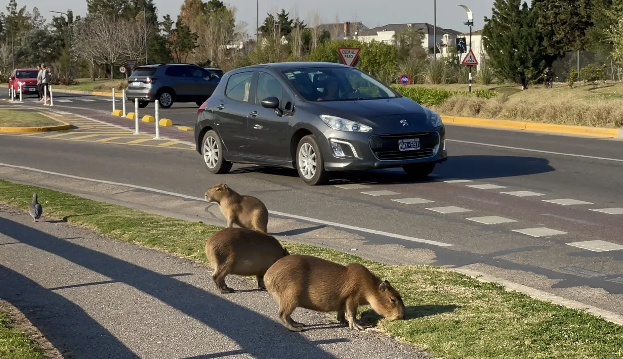 Kawanan kapibara yang memakan rumput di sebelah jalan di komunitas yang terjaga keamanannya di Tigre, Buenos Aires pada 27 Agustus 2021. Kawanan hewan pengerat terbesar di dunia ini berkeliaran di jalan-jalan dan mengganggu lalu lintas, atau berkeliaran di tempat sampah orang (MAGALI CERVANTES/AFP)