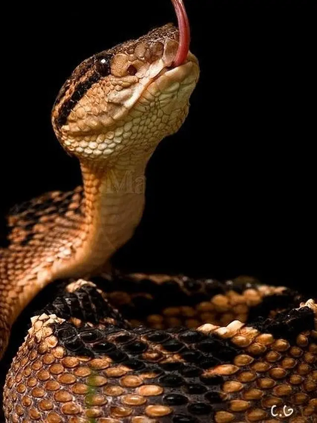 Lachesis Muta