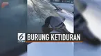 Seorang warga merekam momen saat seekor burung kelelahan hingga tertidur di atas kap sebuah mobil. Ketika dibangunkan, hewan tersebut kaget dan terbang.