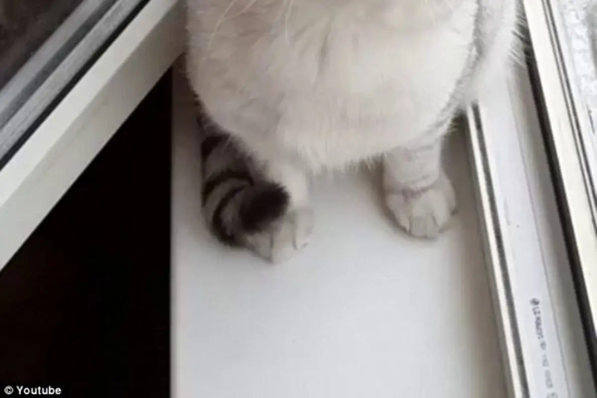Ditonton Hampir 3 Juta Kali, Ini Dia Kucing Paling Fokus di Dunia