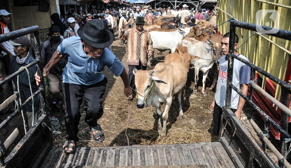 Pembeli mengangkut sapi ke dalam mobil pikap di Pasar Hewan Jonggol, Kabupaten Bogor, Jawa Barat, Kamis (7/7/2022). Harga hewan kurban di pasar ini cenderung lebih murah dari tempat lain, untuk sapi dijual kisaran Rp7 juta-Rp70 juta per ekor, sementara domba dibanderol mulai Rp1,5 juta-Rp6 juta per ekor. (merdeka.com/Iqbal S Nugroho)
