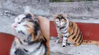 Viral Kucing Diwarnai Motif Harimau Ini Lucu Tapi Kasihan (Sumber: Tik Tok @apolocathouse)