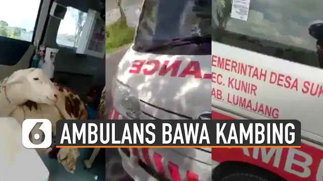 Beredar video menunjukkan mobil ambulans yang didalamnya berisi kambing. Kejadian ini terjadi di Kabupaten Lumajang, Jawa Timur.