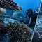 Kronologi Penangkapan WN China Tombak dan Masak Penyu Raja Ampat