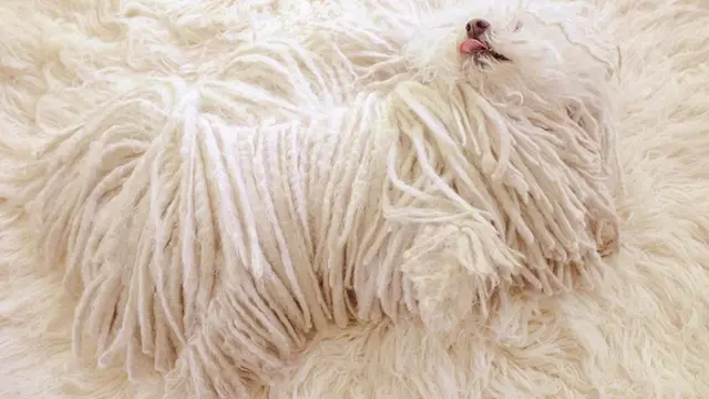Potret Menggemaskan saat Anjing Berkamuflase Ini Bikin Cengar Cengir