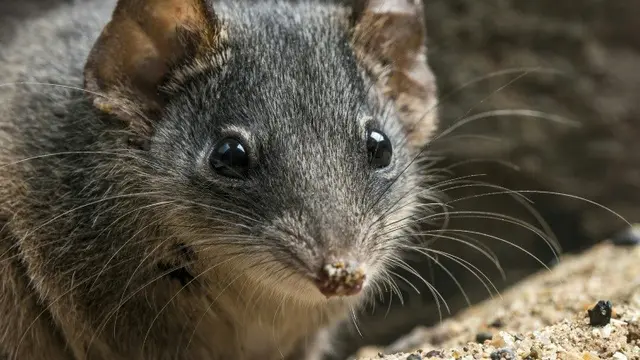 Antechinus berkepala perak atau Antechinus argentus, marsupialia di Australia yang terancam punah akibat terlalu banyak seks (Queensland Museum via AFP PHOTO)