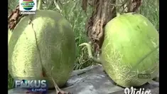 Cuaca buruk yang terjadi di sejumlah daerah di Jawa Timur membuat petani melon merugi. Jika dalam kondisi cuaca normal, petani bisa menghasilkan melon segar hingga 50 ton per hari. Saat cuaca buruk, hasil panen hanya 25 ton.