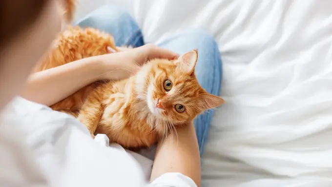 4 Varian Rasa Muezza Cat Food yang Kelezatannya Pasti Disukai Kucing, Apa Saja?