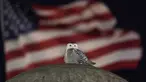 Bendera Amerika saat burung hantu salju yang langka bertengger di atas Christopher Columbus Memorial Fountain di pintu masuk Union Station, Washington, pada 7 Januari 2022. Seekor burung hantu langka terlihat mengunjungi monumen ikonik di Washington, D.C. seminggu terakhir. (AP Photo/Carolyn Kaster)