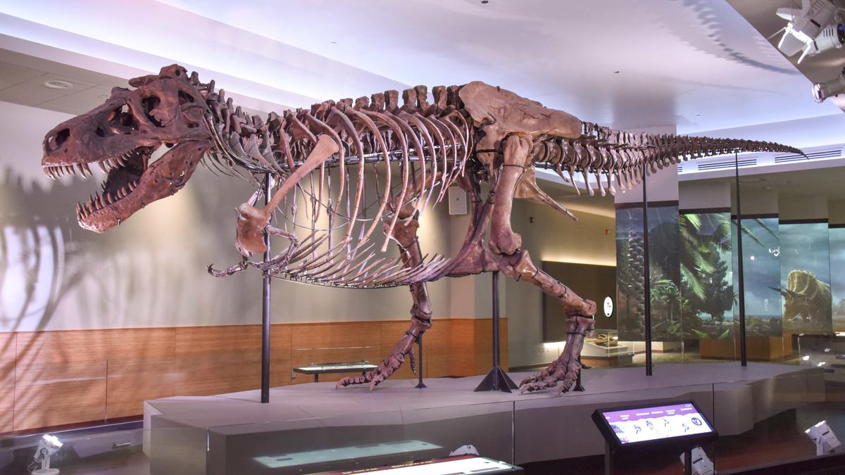 Misteri Evolusi: Mengapa Dinosaurus Pertama di Bumi Masih Jadi Teka-Teki?