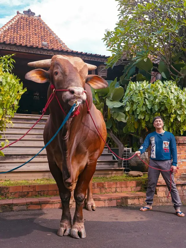 Presenter Irfan Hakim Kembali Berkurban di Hari Raya Idul Adha 2023. Seperti Tahun-Tahun Sebelumnya, Idul Adha Kali Ini Irfan Tidak Absen Memperkenalkan Sapi Kurban Terbaru yang Diberi Nama Wariso. [Instagram/irfanhakim75]