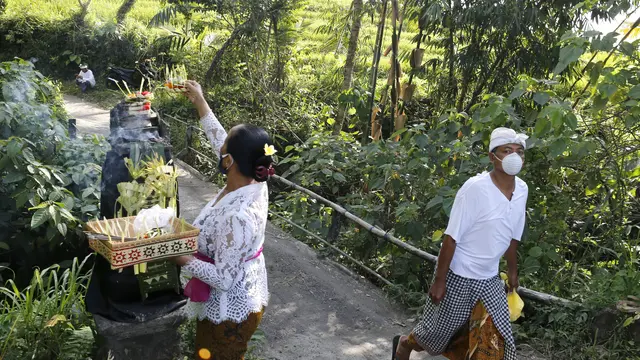 Menengok Panen Bunga Marigold di Bali