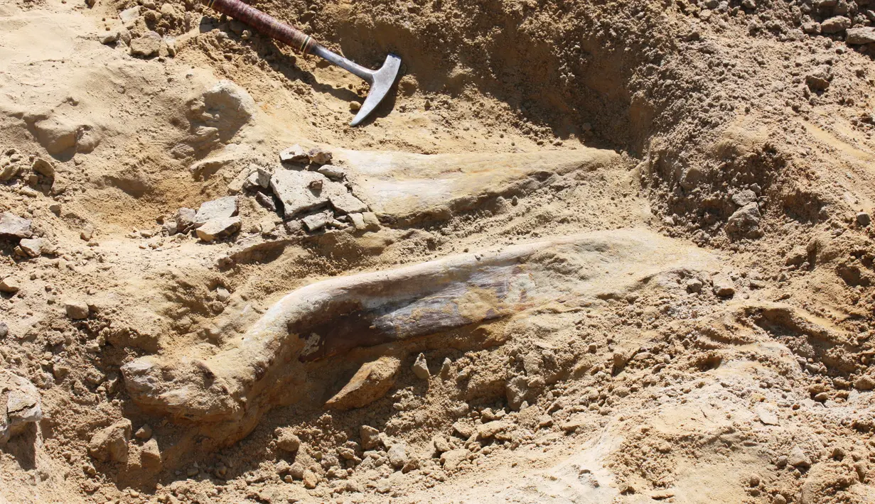 Peneliti menggali fosil dinosaurus triceratops yang ditemukan oleh pekerja konstruksi di Kota Thornton, Colorado, (28/08). Menurut Denver Museum of Nature and Science tiga tengkorak triceratops berusia 66 juta tahun. (Lisa Watson / via AP)