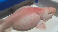 Misteri 'Ikan Alien' Pink Berperut Buncit Akhirnya Terkuak? 