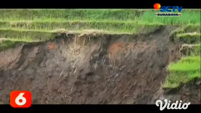 VIDEO: Area Persawahan di Penanggungan Longsor Akibat Guyuran Hujan Deras