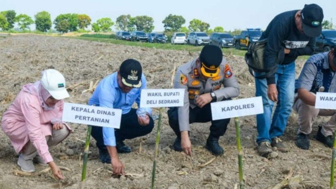Pemkab Deli Serdang dan Polres Pelabuhan Belawan Perkuat Sinergi Ketahanan Pangan Lewat Tanam Jagung Serentak