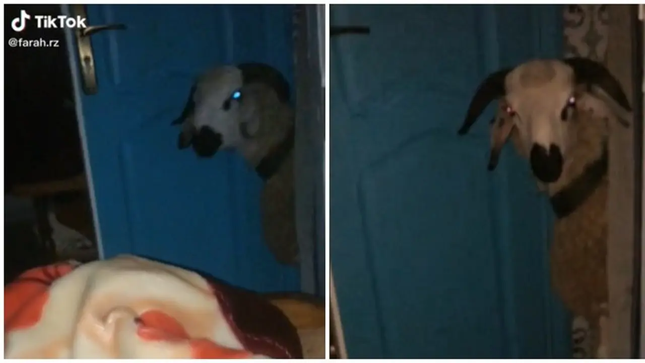 Viral Video Kambing Masuk Kamar Dini Hari, Bikin Kaget Netizen