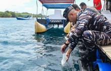 FOTO: TNI AL Gagalkan Penyelundupan 85 Ribu Benih Lobster di Banyuwangi