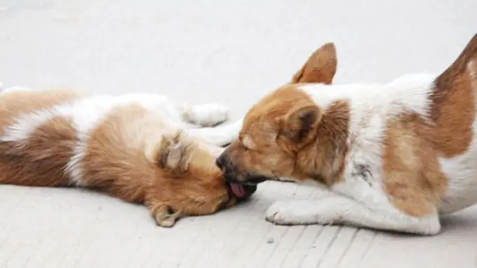 (c) HAP/Quirky China News/dailymail.co.uk