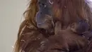 Bayi orangutan berada di pelukan induknya Putri, di kandang mereka di Kebun Binatang Amneville di Amneville, Prancis timur pada 28 Januari 2022. Sang induk, Putri, melahirkan enam tahun lalu setelah bayi terakhirnya, Tupai, lahir. (JEAN-CHRISTOPHE VERHAEGEN / AFP)