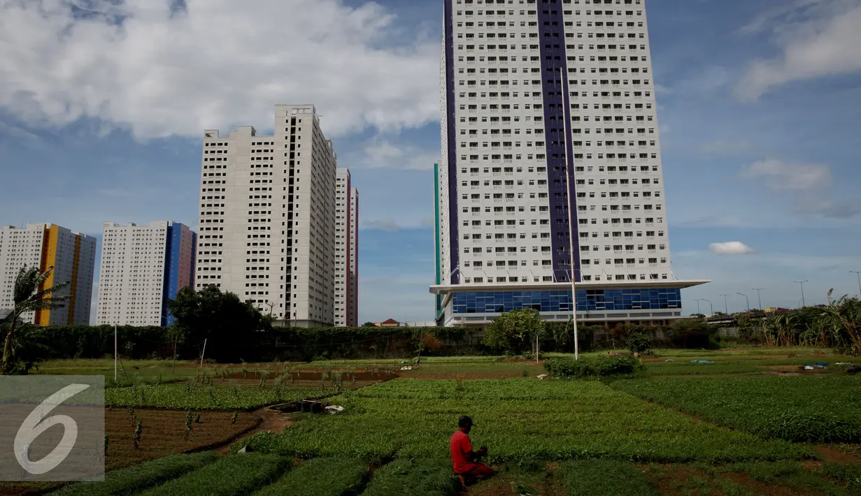 Petani memanen sayuran bayam saat memanfaatkan lahan pertanian di Jakarta, Selasa (23/12). Sedangkan warga hanya memiliki sekitar 10 persen. (Liputan6.com/Johan Tallo)