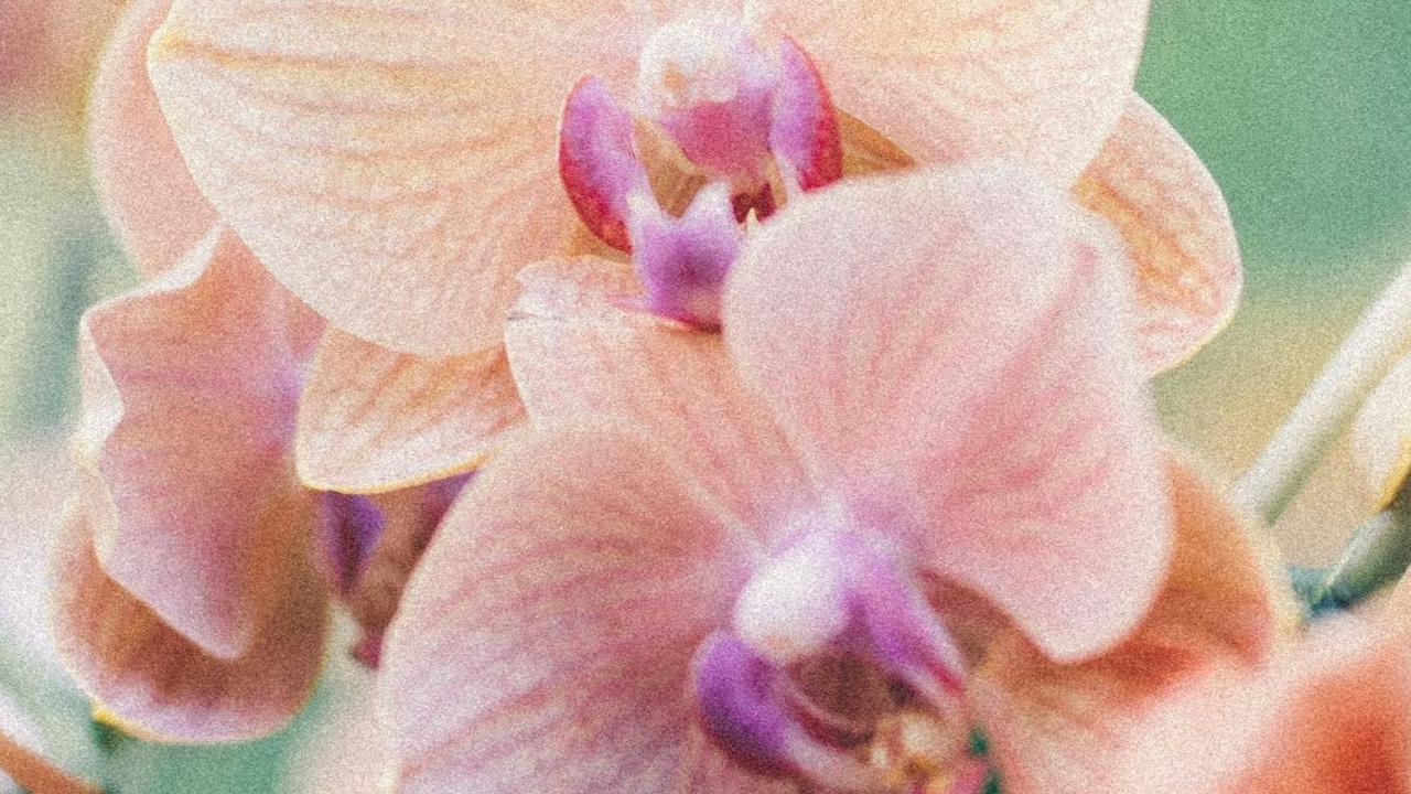 <b>Gold of Kinabalu Orchid</b><br>