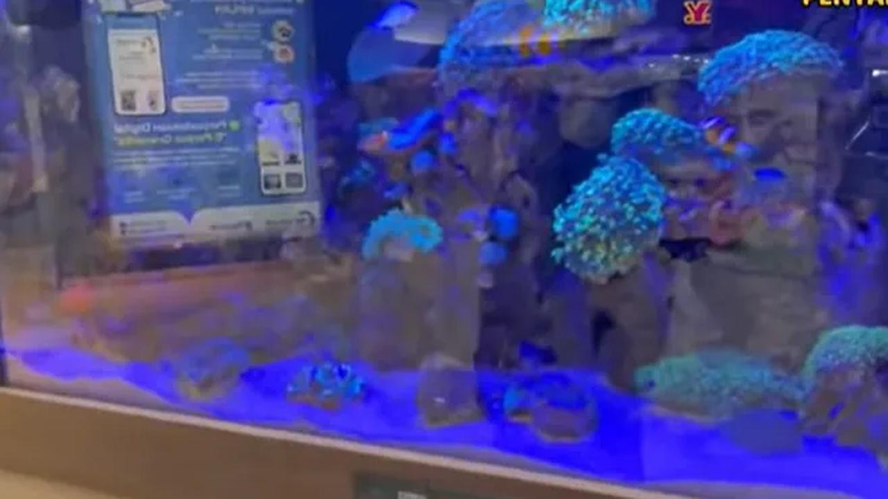 Dalam perjalanannya mencari salah satu toko baju, Moro tertegun saat mendapati sebuah akuarium. Sosoknya lantas menatap sejumlah ikan hias di akuarium. <br>