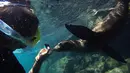 Wisatawan berenang dan mengambil gambar singa laut di Santa Cruz, Taman Nasional Galapagos di Ekuador, 10 Oktober 2016. Karena keindahan dan keunikannya banyak wisatawan berkunjung ke pulau Galapagos ini. (Reuters/Nacho Doce)