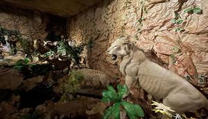 Koleksi satwa dari Rahmat International Wildlife Museum & Gallery atau Museum Rahmat Galerry, dihadirkan ke pusat perbelanjaan yang terletak di Jalan Gatot Subroto, Medan Sunggal (Reza Efendi/Liputan6.com)