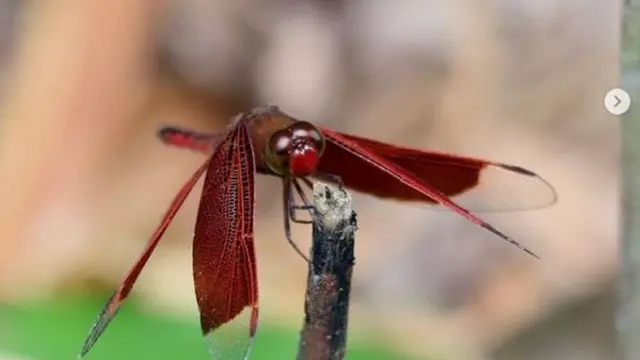 Capung