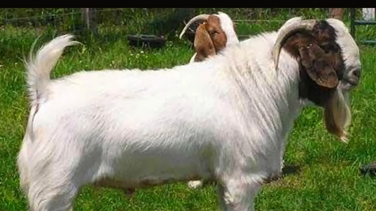 6 Tips Memilih Kambing Kurban yang Sehat