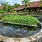 Cara Membuat Kolam Gurame Sekaligus Menanam Kangkung, Cocok untuk Lahan Terbatas