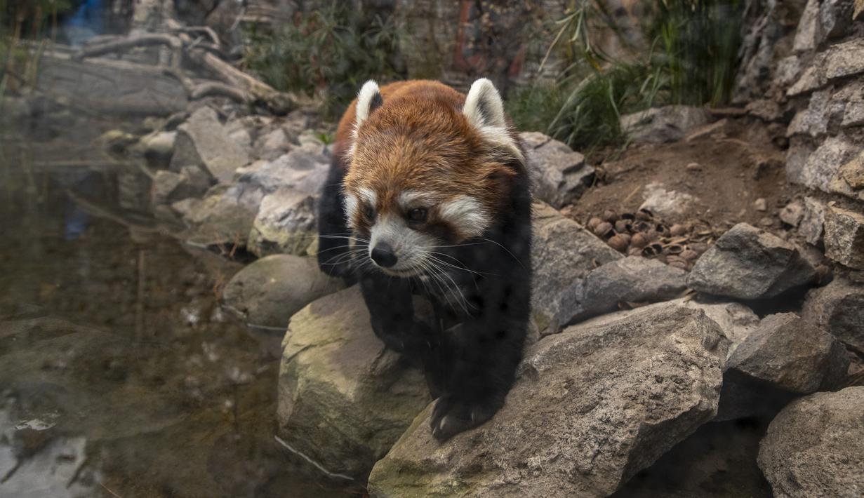 Seekor Panda Merah bernama 'Ichiha' berjalan di dalam kandangnya di Kebun Binatang Buin di Santiago, Selasa (15/6/2021). Kebun binatang swasta terbesar di Chile itu membutuhkan sponsor untuk membantu keuangan tempat tersebut, yang sedang mengalami situasi ekonomi yang serius (AP Photo/Esteban Felix)