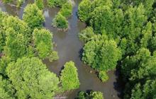 Mitigasi Perubahan Iklim, Ribuan Mangrove Ditanam di Karawang