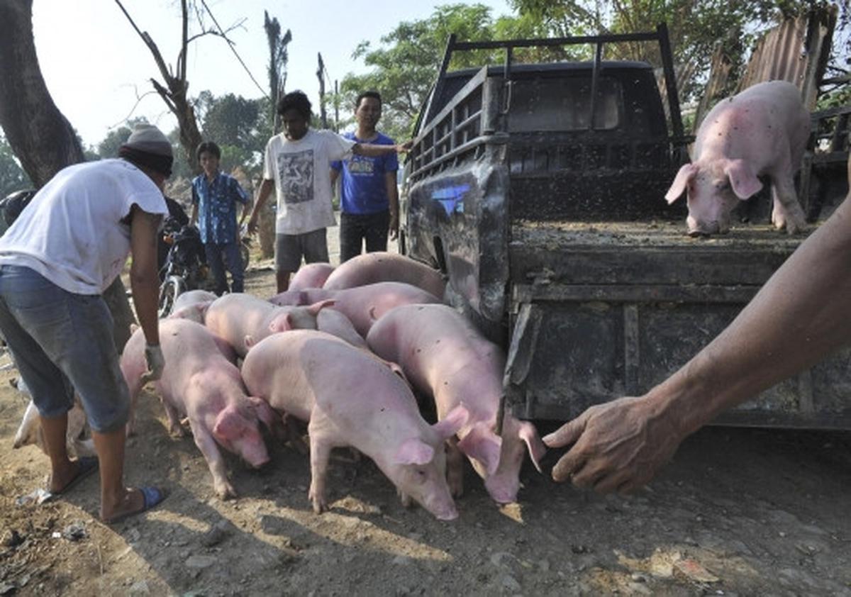 Pemindahan ratusan babi dari bantaran Sungai Cisadane