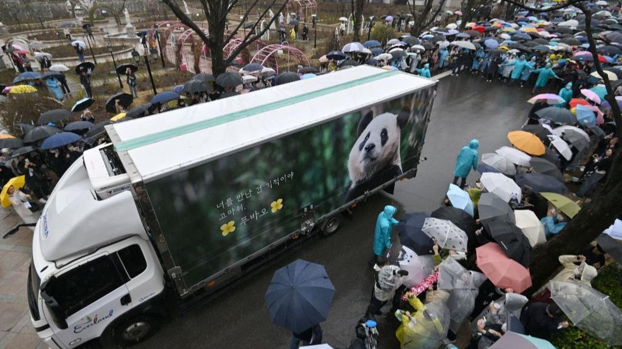 FOTO: Penuh Air Mata, Ini Momen Ribuan Warga Korea Selatan Melepas Panda Fu Bao yang Dipulangkan ke China