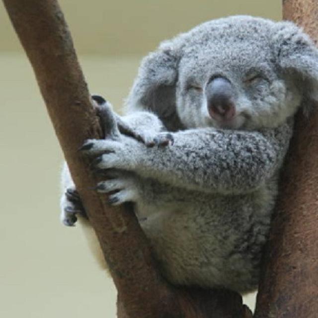 Video Lucu Koala Kehausan Yang Minum Air Dari Ember Global