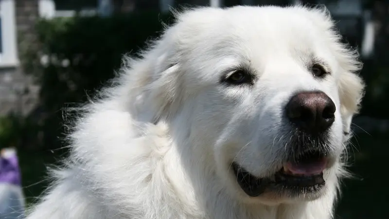 Anjing Pyrenees