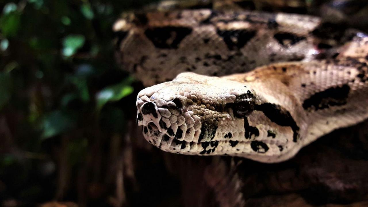 Para ahli percaya bahwa ular terbesar yang pernah tercatat telah ditemukan di hutan hujan Amazon di Ekuador oleh kru film dokumenter Will Smith.<br>