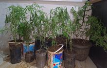Aksi Berani di Empat Lawang, Dapur Rumah Disulap Jadi Ladang Ganja
