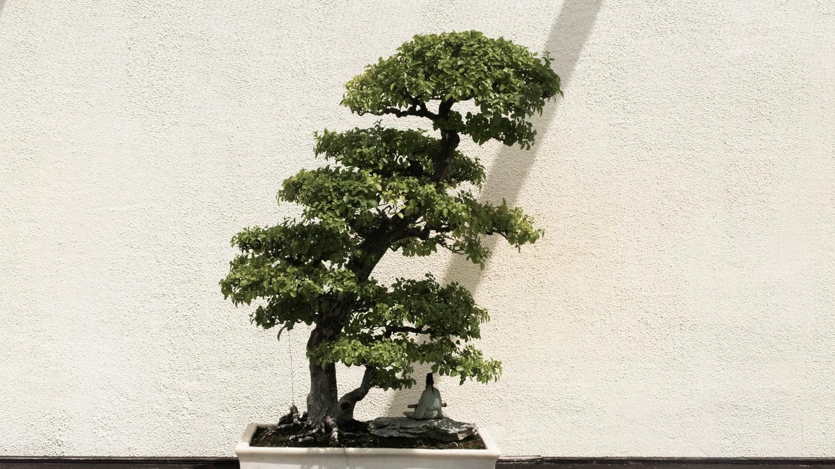 7 Tanaman Bonsai di Pintu Masuk Rumah agar Jadi Penyambut yang Cantik