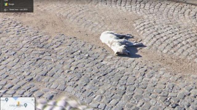 Bikin Netizen Kagum, Anjing Ini Terekam Google Maps di Tempat yang Sama Setelah 7 Tahun