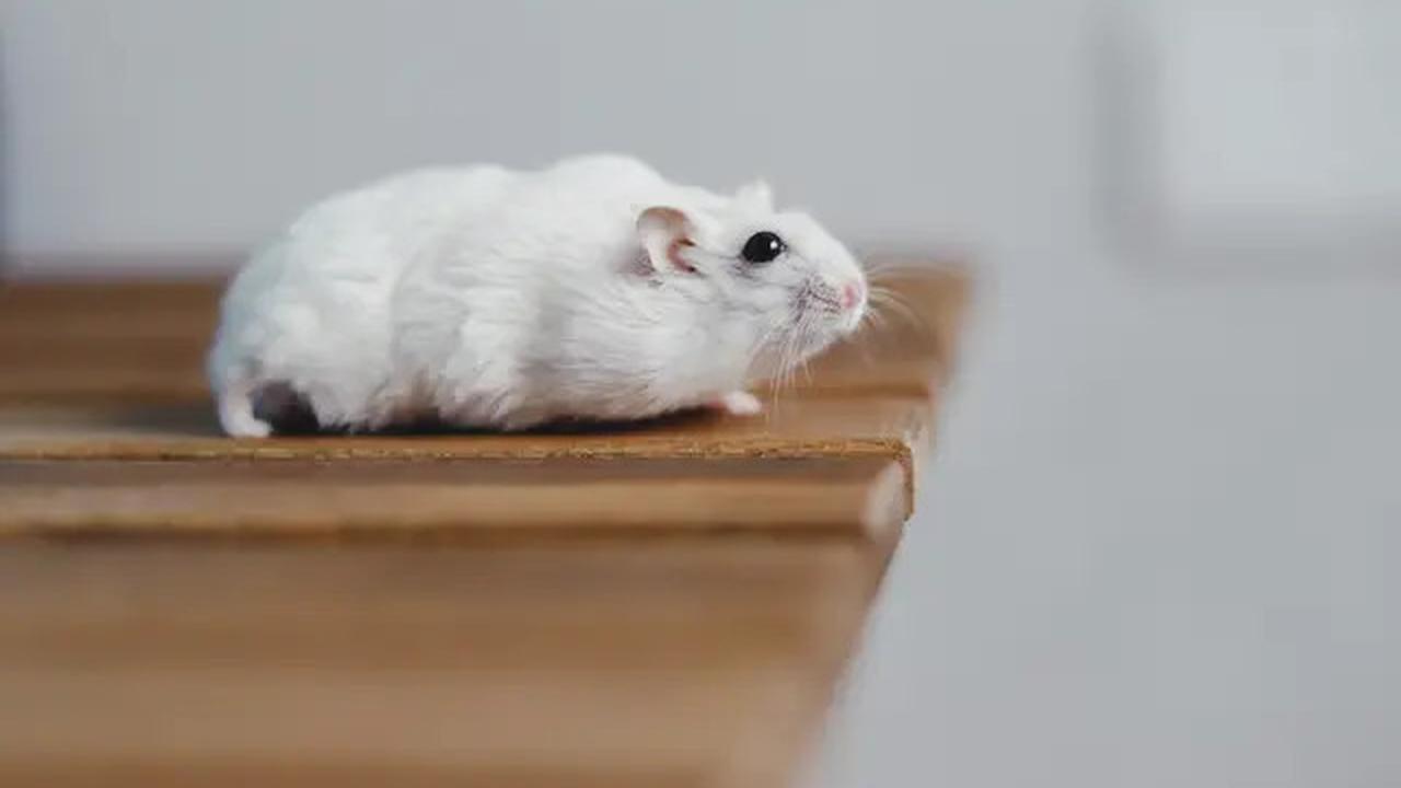 16 Cara Mengusir Tikus yang Membandel, Bisa Terbebas dalam 2 Minggu