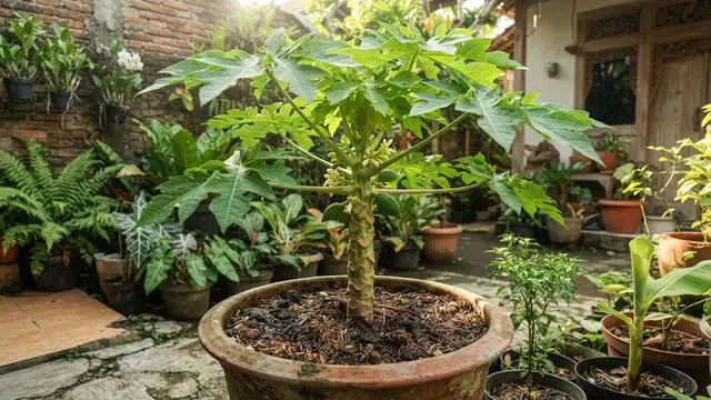 Varietas Pepaya Berpostur Pendek
