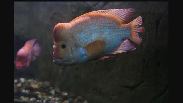 Mengenal Ikan Red Devil yang Dikabarkan Muncul di Danau Toba.